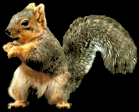Squirrel_dance