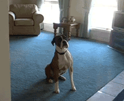 funniest-dog-gifs-dog-wants-walk_large