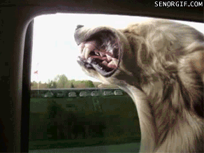 peeeeeees