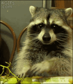 Raccoon-eating-grapes