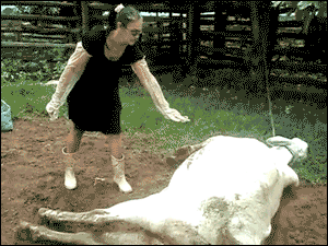 bullfarm
