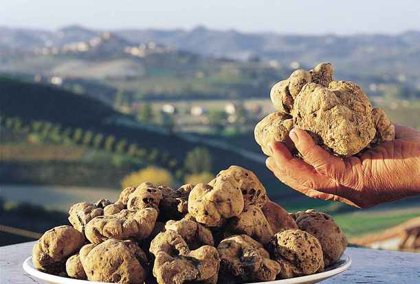 foto_principale_1361277785_tartufo1