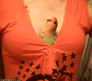 boobs-3