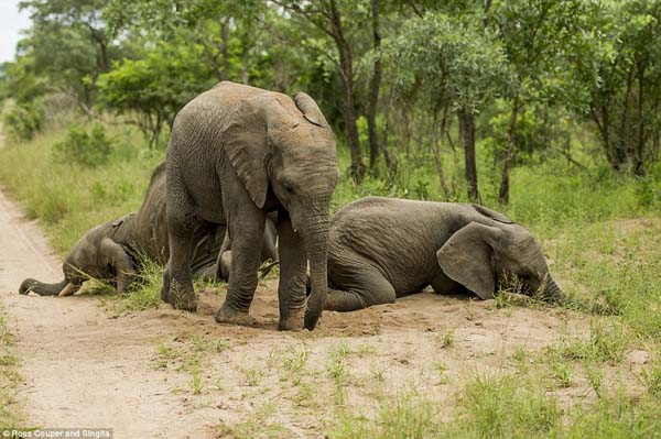 drunk-elephants6