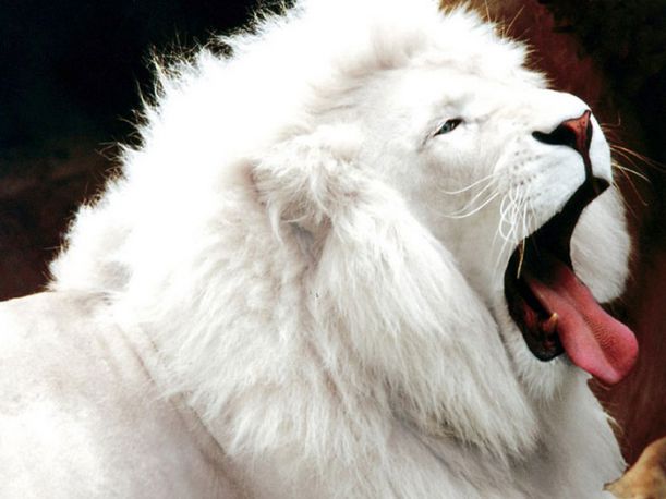 albino_animals_01