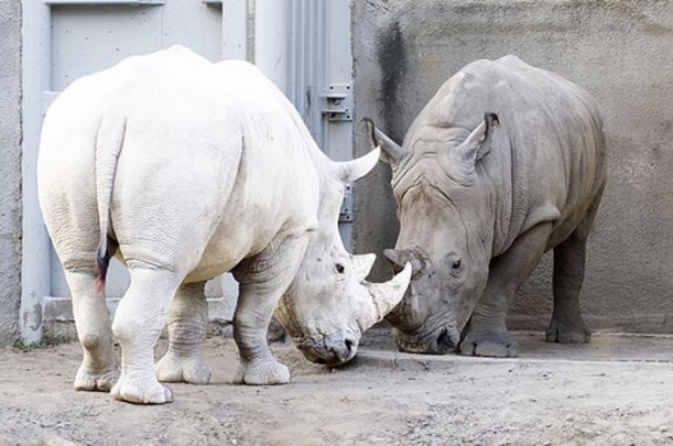albino_animals_03