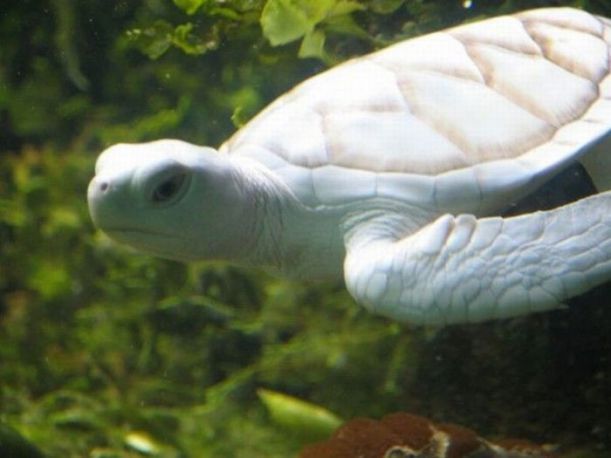 albino_animals_06
