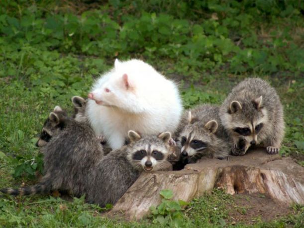 albino_animals_09