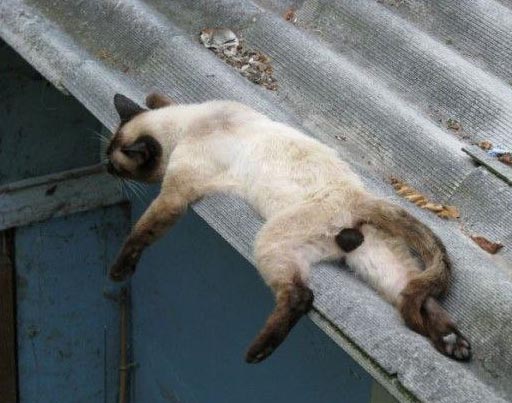 15136-Lazy_Cat_16.08.2012