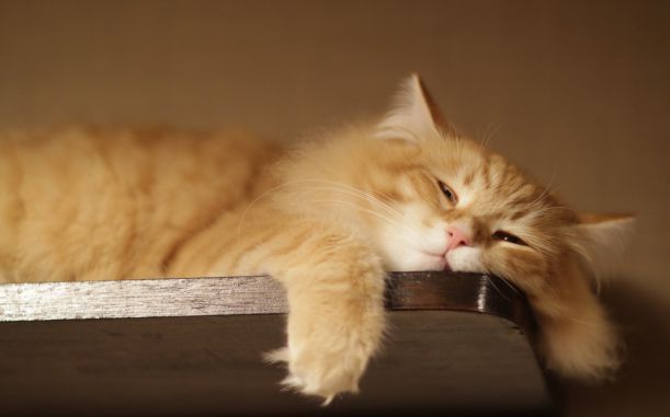 8851514-lazy-cat