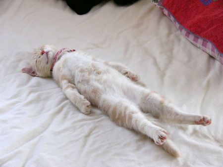 cat1