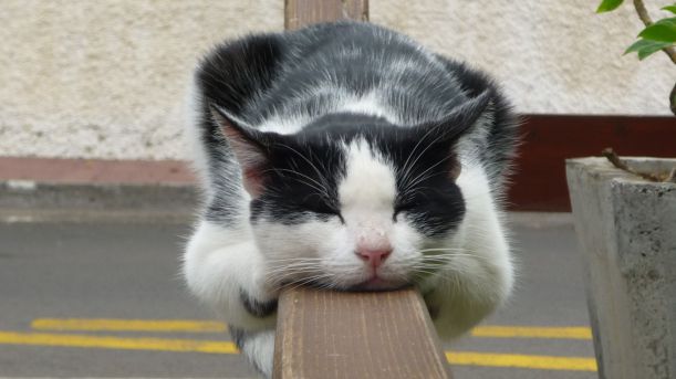lazy-cat-248595