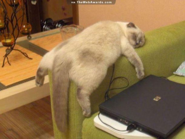 Lazy-Cat-On-A-Sofa