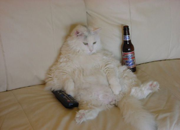 lazy-cat