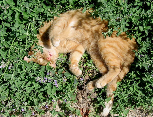 šanta(www.pet-life.net)