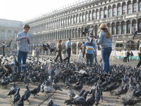 attack-of-the-pigeons-in-san-marco-chioggia