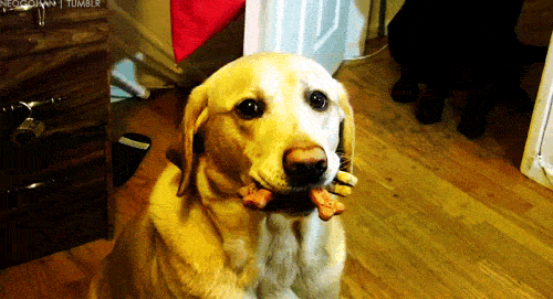 Dog-Holding-Treats-in-Its-Mouth