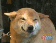 heppydog
