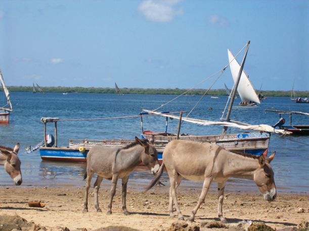 Lamu