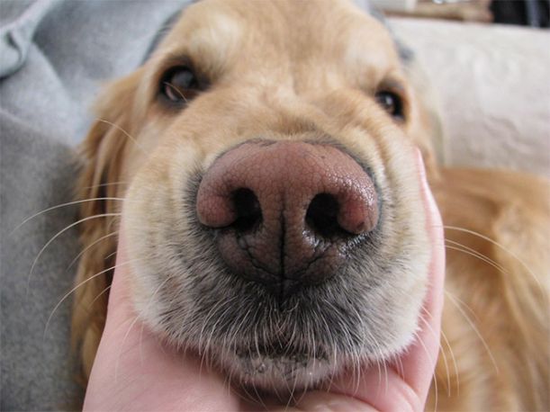 dog-nose11