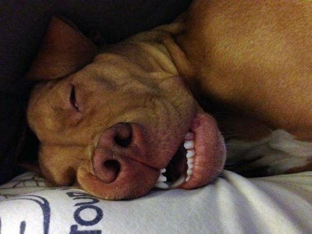 dog-nose12