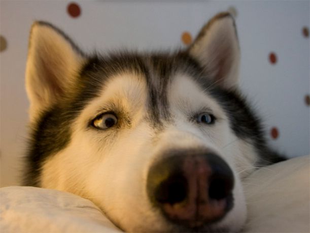 dog-nose15