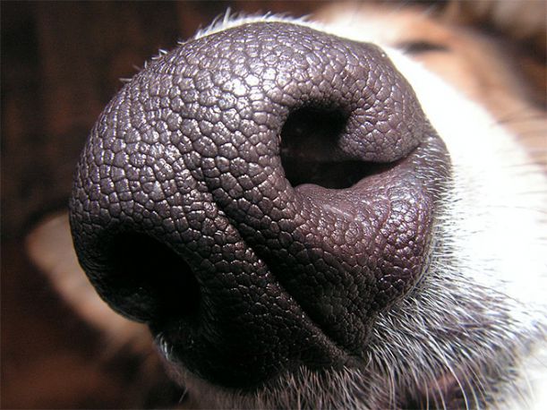 dog-nose17