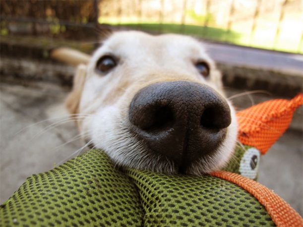 dog-nose2