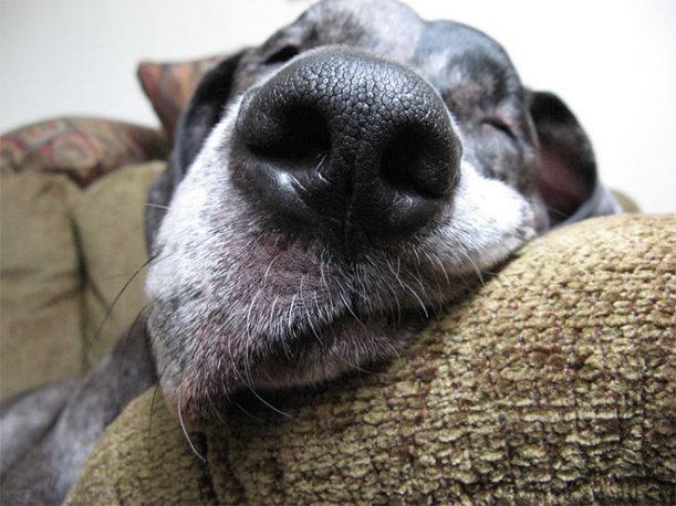 dog-nose3