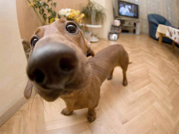 dog-nose7