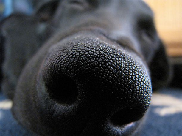 dog-nose9