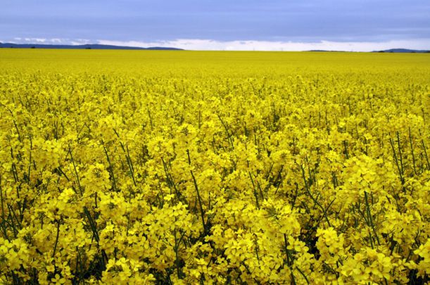 brassica-napus1