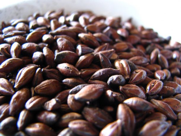 Roasted-Barley-Malt