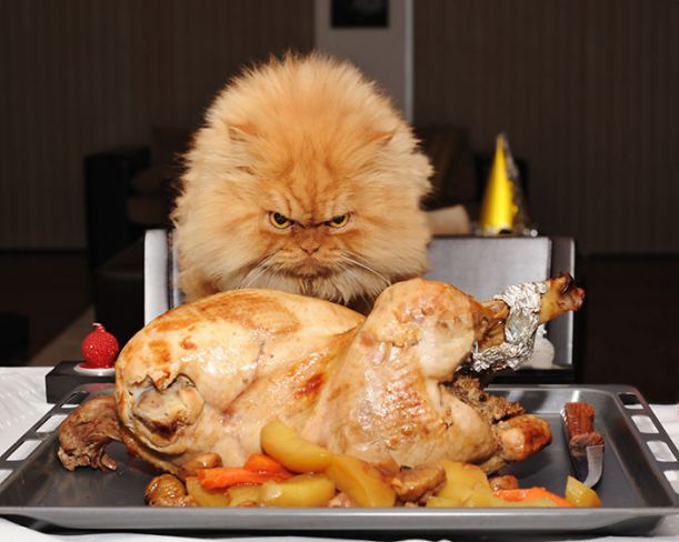 garfi