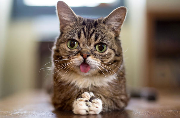 lilbub