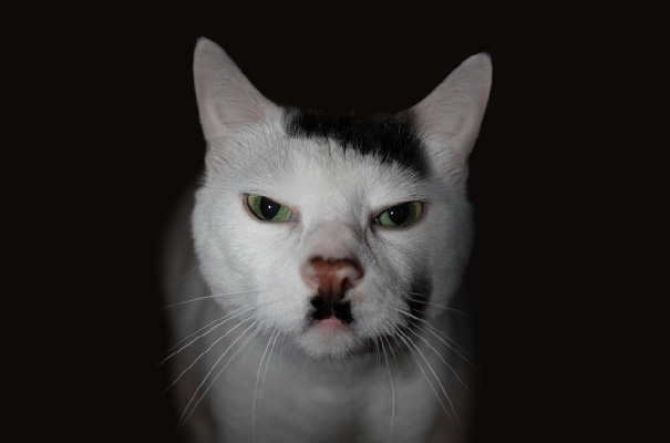 snowball_kitler