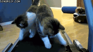 animal-gym-010
