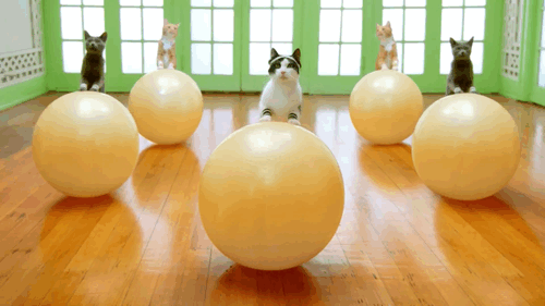 animal-gym-011