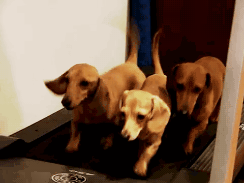 animal-gym-014