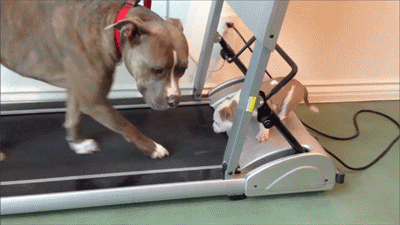 animal-gym-015
