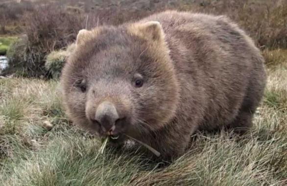 V Austrálii se všechna zvířata rodí jako zabijáci. I ta roztomilá.