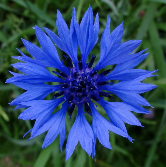 Chrpa polní (Centaurea cyanus)
