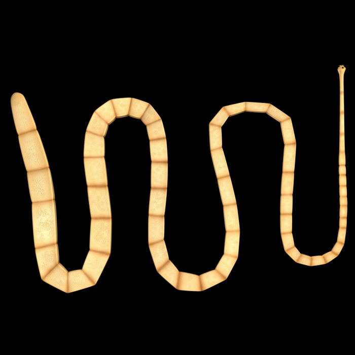 Tasemnice Taenia solium.