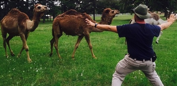 U velbloudů musí mít každý ošetřovatel pro strach uděláno!