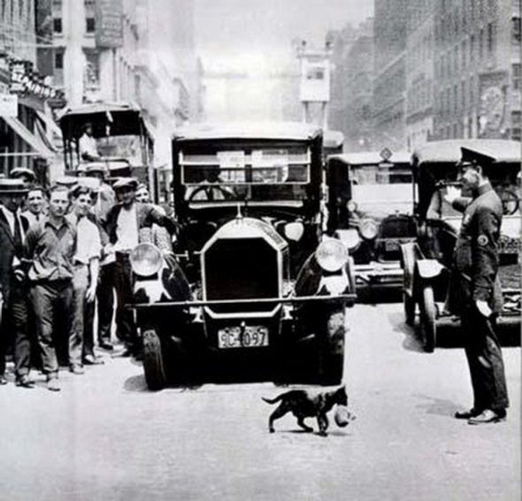 12. Kočičí máma zastavila provoz, New York, 1925