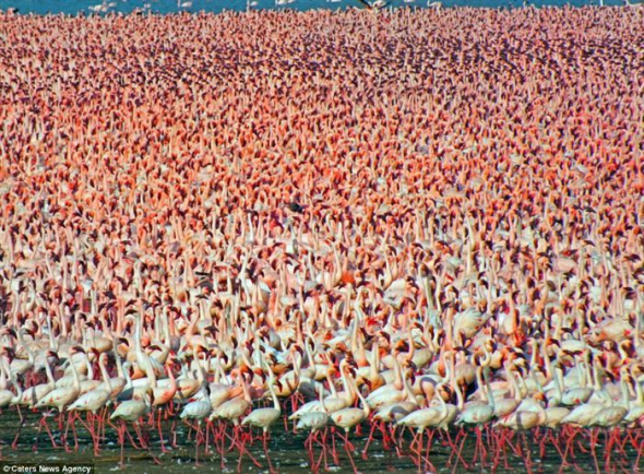 Na jezeře Natron žijí tisíce plameňáků